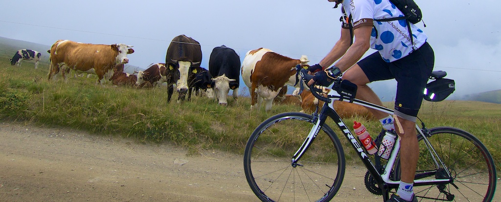 High Altitude Cows - 2300 metres